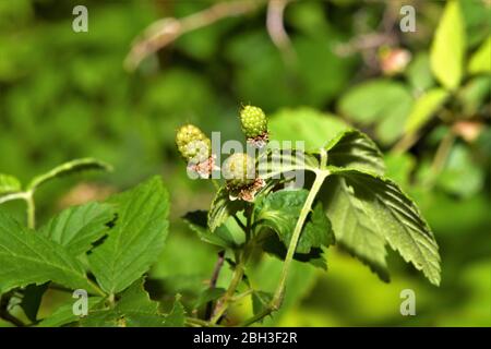 Baies de dewberry du sud, baies au printemps. Banque D'Images