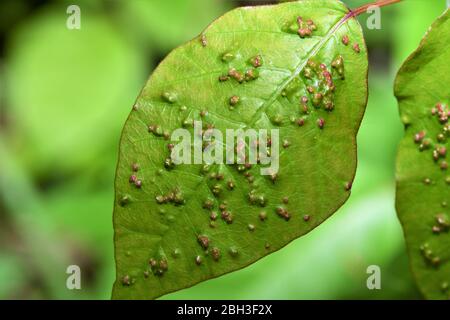Galls sur les branches et sur les feuilles. Banque D'Images