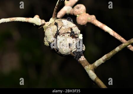 Galls sur les branches et sur les feuilles. Banque D'Images