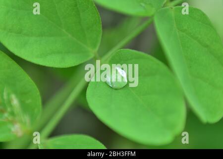 Chute de pluie sur Clitoria ternatea papillon pea aparajita macro closeup Banque D'Images