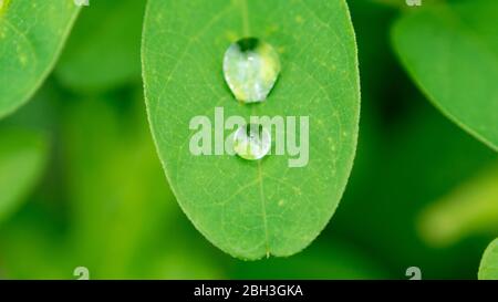 Chute de pluie sur Clitoria ternatea papillon pea aparajita macro closeup Banque D'Images