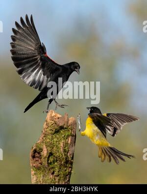 Oriole d'Audubon interagissant avec un oiseau noir à ailes rouges (Icterus graduacauda) Laguna Seca Ranch, Rio Grande Valley, Texas, États-Unis Banque D'Images