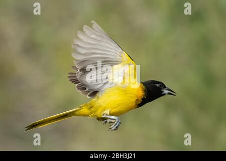 Oriole d'Audubon (Icterus graduacauda) Laguna Seca Ranch, Rio Grande Valley, Texas, États-Unis Banque D'Images