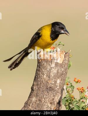 Oriole d'Audubon (Icterus graduacauda) Laguna Seca Ranch, Rio Grande Valley, Texas, États-Unis Banque D'Images