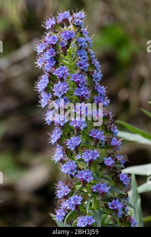 Pic de fleurs de la fierté bleue, demi-dure de Madère, candicans d'Echium Banque D'Images