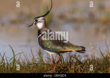 lapwing - Vanellus vanellus ; Banque D'Images