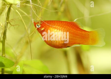 Platy (Xiphophophorus maculatus), un aquarium d'eau douce populaire Platy oder auch Spiegelkärpfling (Xiphophorus maculatus), éine beliebter Süßwasser- Banque D'Images