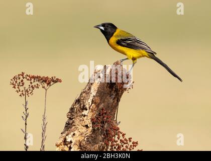 Oriole d'Audubon (Icterus graduacauda), Laguna Seca Ranch, Rio Grande Valley, Texas, États-Unis Banque D'Images