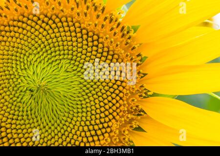 Gros plan sur le tournesol. Partie détaillée de tournesol avec ses graines et séquence de fibonacci. Banque D'Images