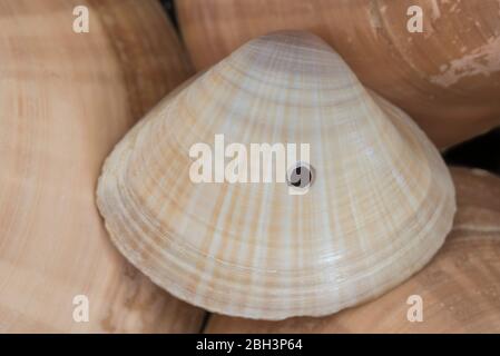 Une coquille de Vénus brune (Macrocallistra chione) avec un trou de forage par un gastéropode Banque D'Images