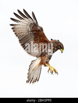 Le Hawk de jeunes Harris en vol (Parabuteo unicinctus), Laguna Seca Ranch, Rio Grande Valley, Texas, États-Unis Banque D'Images