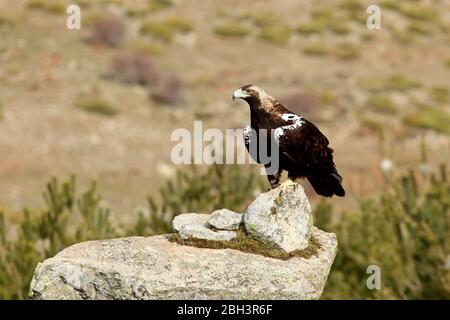 Femelle adulte d'aigle impérial espagnol, enangered, conservation, Aquila adalberti Banque D'Images