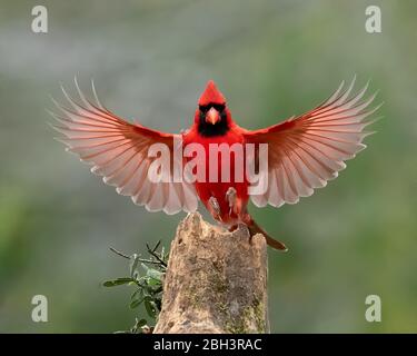 Cardinal du Nord (Cardinalis cardinalis), Laguna Seca Ranch, Rio Grande Valley, Texas, États-Unis Banque D'Images