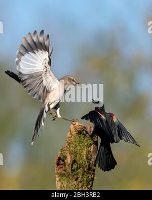 Northern Mockingbird (Mimus polyglottos) Rio Grande Valley, Texas, États-Unis Banque D'Images