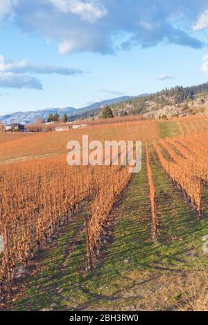 Vue panoramique sur les rangées de vignes du banc de Namata en automne Banque D'Images