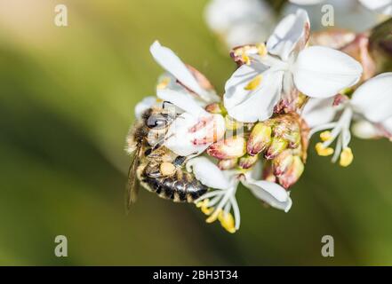 Une abeille au miel, APIS mellifera, penchant presque à l'envers sur un groupe de petites fleurs blanches sur un brousse de Pieris japonica en avril Banque D'Images