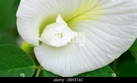 Clitoria ternatea aparajita blanc clôture de fleurs Banque D'Images