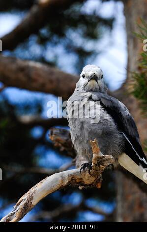 Un casse-noisette assis sur une branche d'arbre Banque D'Images