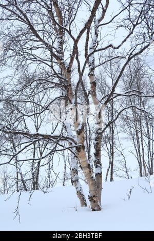 Des bouleaux (Betula pubescens) avec une couverture de neige en hiver montrant l'écorce colorée sur le tronc Banque D'Images