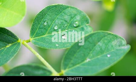 Chute de pluie sur Clitoria ternatea papillon pea aparajita macro closeup Banque D'Images