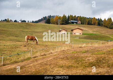 Chevaux dans les champs de la belle Alpe di siusi Seiser Alm dans les dolomites Tyrol du Sud, Italie Banque D'Images