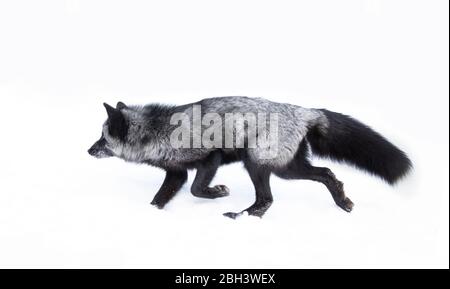 Renard argenté (Vulpes vulpes) une forme mélanistique du renard rouge dans la neige au Montana, aux États-Unis Banque D'Images