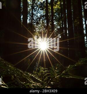 soleil en plein soleil dans une belle forêt d'arbres et de fougères Banque D'Images