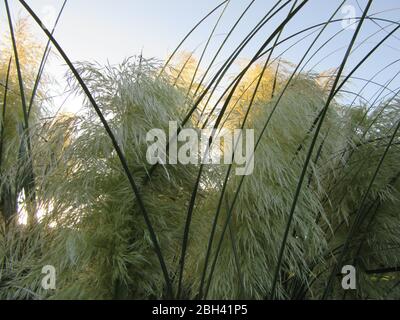 La lumière du soleil brille à travers les frondes de l'herbe de papas, contrastant avec le ciel bleu d'été Banque D'Images