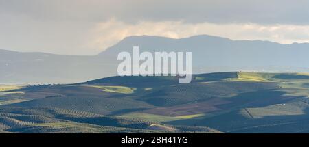 Collines cultivées dans la fertile plaine de Grenade avec différentes nuances de vert au coucher du soleil Banque D'Images