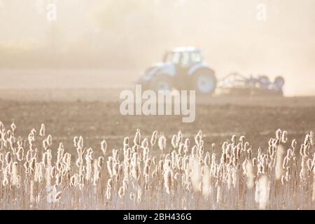 Un tracteur labourant un champ au printemps, avec des têtes de graines de ruée qui captive la lumière du soir dans la campagne anglaise. Banque D'Images