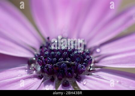 Gros plan sur la stigmatisation d'une fleur de Marguerite africaine violette. La stigmatisation commence à s'ouvrir et à montrer du pollen sous la surface. Les gouttelettes d'eau sont également visibl Banque D'Images