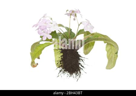 Plante de Streptocarpus à floraison entière avec racines sur fond blanc isolé Banque D'Images