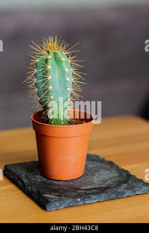 Blue Columnar Cactus (Pilosocereus Pachycladus) dans un pot en plastique marron qui est assis sur un morceau d'ardoise Banque D'Images