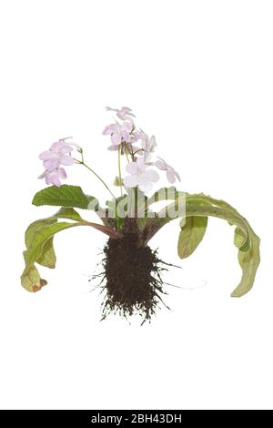 Plante entière de streptocarpus avec racines sur fond blanc isolé Banque D'Images