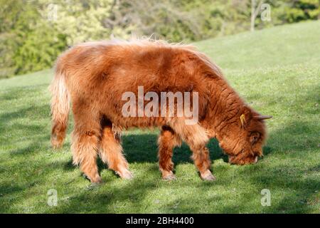 Un taureau du troupeau de Chevin des Highlands Cattle, pacage en fin d'après-midi, Otley, Leeds, 22-04-2020 Banque D'Images