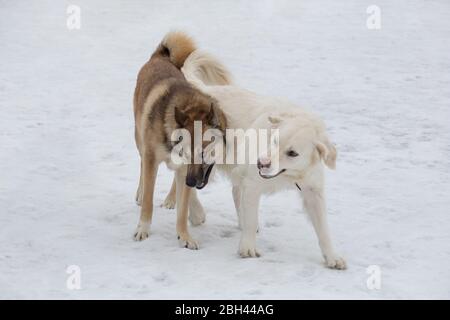 Labrador Retriever et le sbérien de l'ouest laika jouent sur une neige blanche dans le parc d'hiver. Animaux de compagnie. Chien de race. Banque D'Images