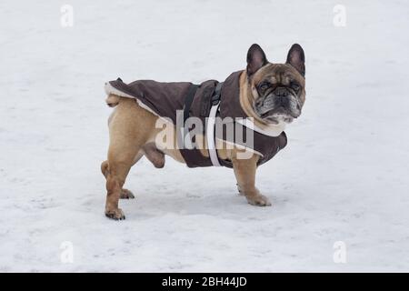 Le joli boulochon français dans de beaux vêtements pour animaux de compagnie regarde l'appareil photo. Animaux de compagnie. Chien de race. Banque D'Images