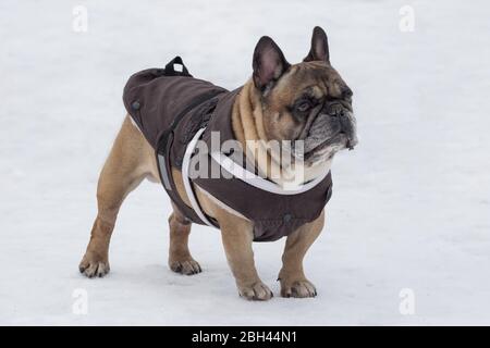 Le joli boulochon français dans de beaux vêtements pour animaux de compagnie est debout dans le parc d'hiver. Animaux de compagnie. Chien de race. Banque D'Images