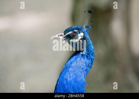 Portrait de la tête de paon. Gros plan, joli visage paon. Banque D'Images