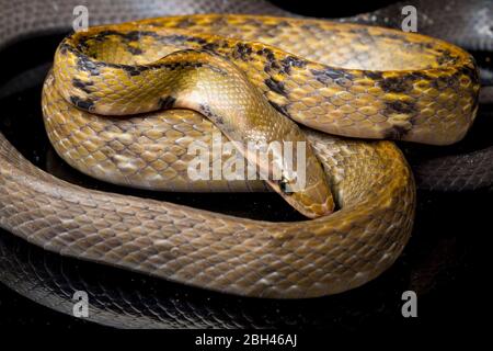 Coelognathus flavolineatus, le serpent de rat noir de cuivre ou le serpent rayé jaune, est une espèce de serpent colueffet que l'on trouve en Asie du Sud-est. Isolé sur bl Banque D'Images