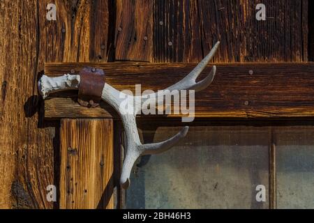 Mule Deer antler sur l'arrêt de stagecoach dans la vieille ville fantôme d'extraction d'argent et d'or de Berlin dans le parc national de Berlin-ichthyosaur, Nevada, États-Unis Banque D'Images