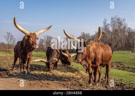 Quatre boeufs de Watussi et manger du foin, Ankole-Watusi dans un grand pré sur une ferme Banque D'Images