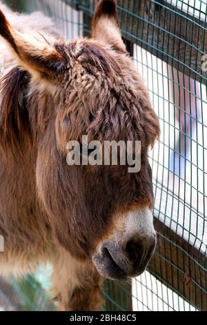 Portrait d'un âne, tête d'âne. Animal de ferme dans la ferme. Banque D'Images