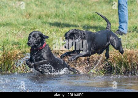 Deux Labradors noirs pedigree sautant dans l'eau Banque D'Images