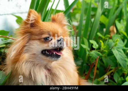 Portrait de Pomeranian mignon chien dans l'herbe. Spitz gai dans l'herbe. Chien souriant Banque D'Images