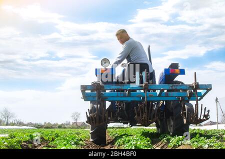 Un agriculteur fait un tour de tracteur dans le champ et regarde en arrière. Culture agricole. Plantation de jeunes buissons de pommes de terre. Le desserrage du sol à l'impro Banque D'Images