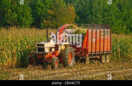 OSWEGO COUNTY, NEW YORK, États-Unis, SEPTEMBRE 1985 - Farmer on Tractor hacher le maïs d'alimentation dans le champ. Banque D'Images