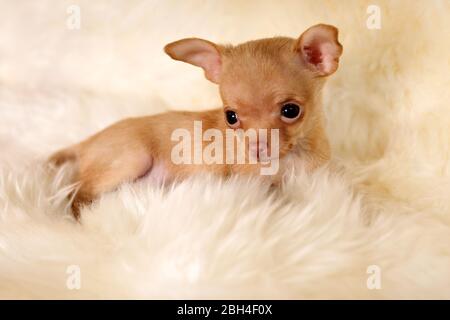 Chiot Russkiy à poil court (terrier russe) Banque D'Images