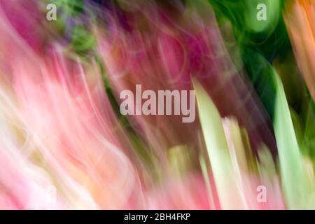 Image abstraite dans les couleurs du printemps créée avec un mouvement délibéré de caméra dans un jardin de tulipes dans un après-midi ensoleillé Banque D'Images