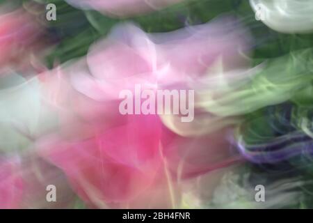 Image abstraite dans les couleurs du printemps créée avec un mouvement délibéré de caméra dans un jardin de tulipes dans un après-midi ensoleillé Banque D'Images